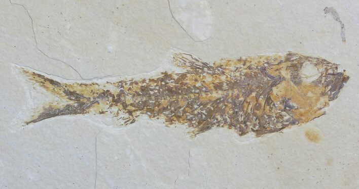 Knightia Fossil Fish - Wyoming #59811